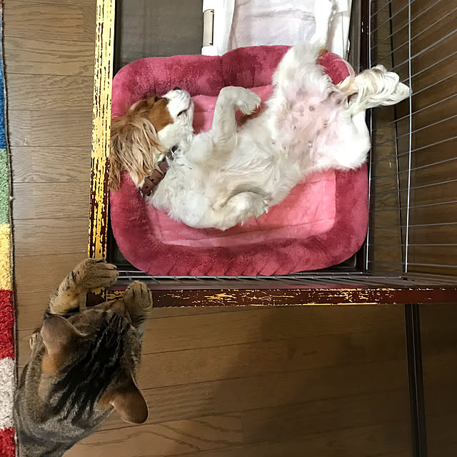 pepeさんの実例写真