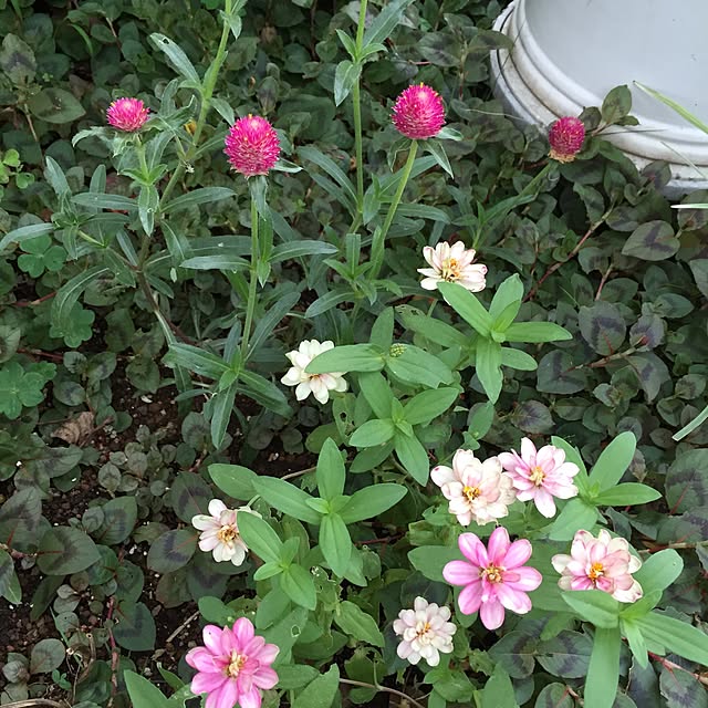 happygardenさんの実例写真