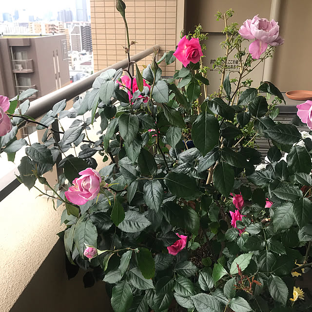 neue.kmnさんの実例写真