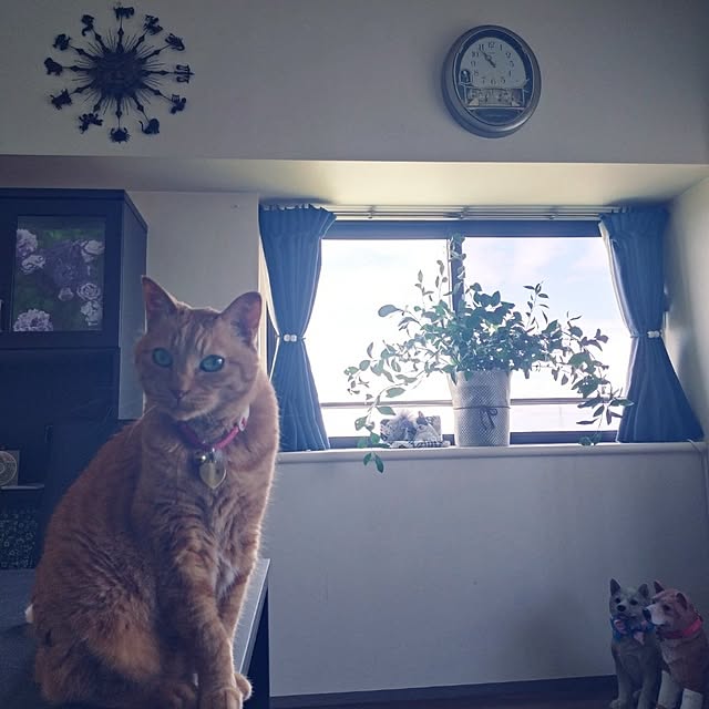 NOAHさんの部屋