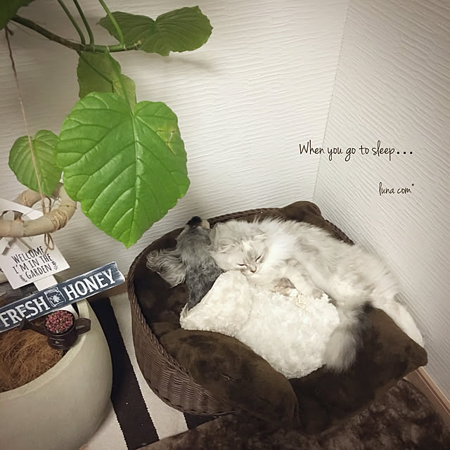 luna.comさんの実例写真