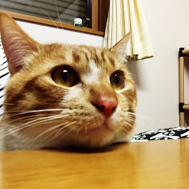 baronkotarouさんの実例写真