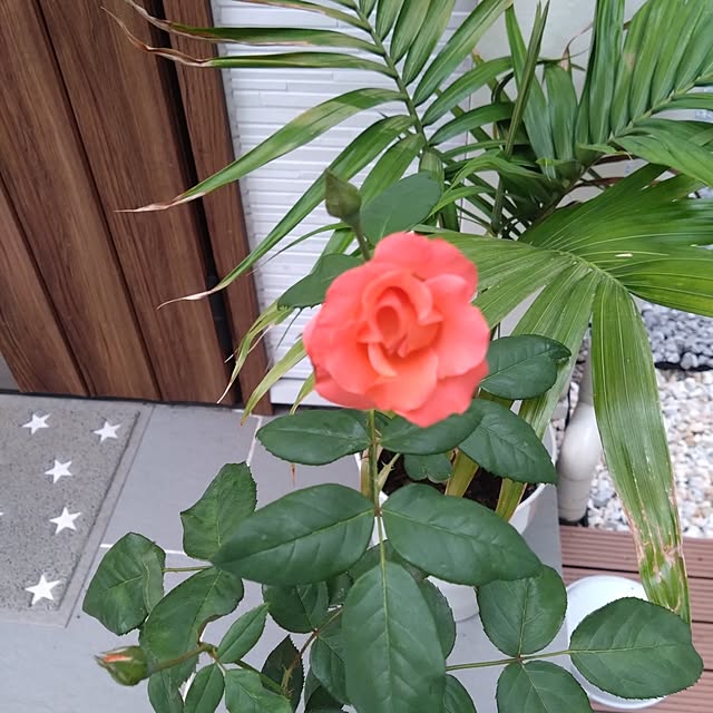 NAOKIさんの実例写真