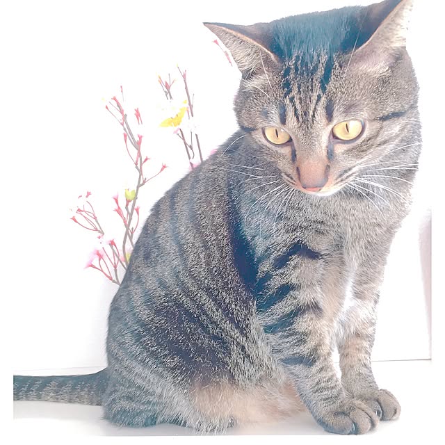 nyan.73さんの実例写真