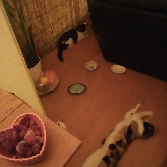 catloveさんの実例写真
