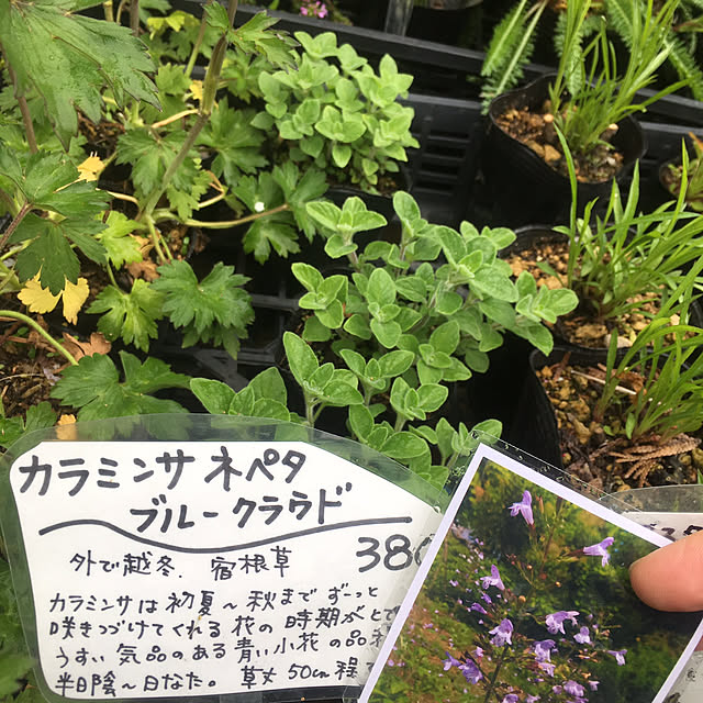 実例写真