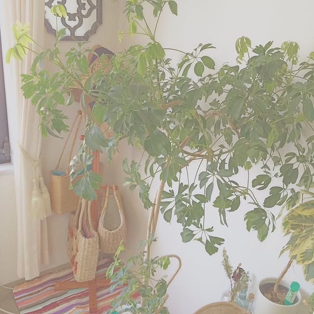 natststsさんの実例写真