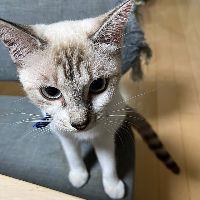 nekoさんの部屋