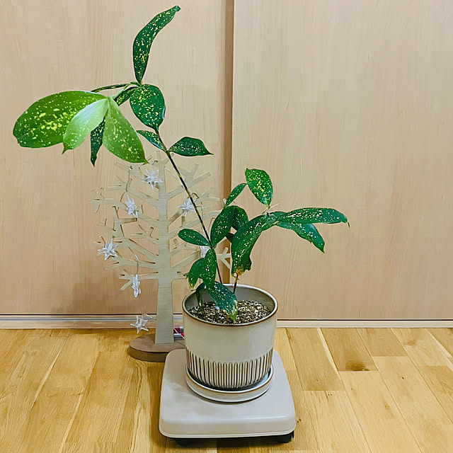 katuさんの実例写真
