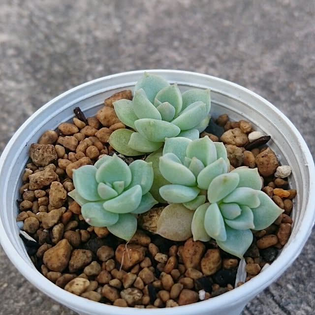 chocoraisinさんの実例写真