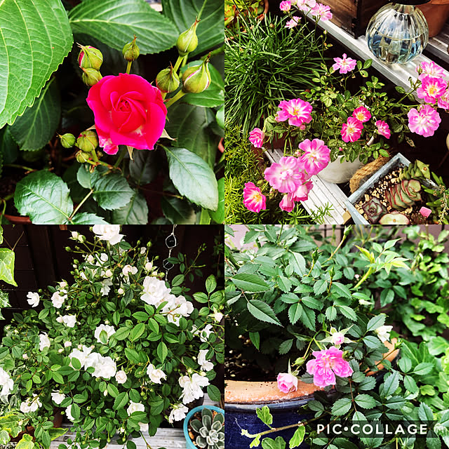 beautifulflowerさんの実例写真