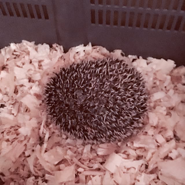 saokoさんの実例写真