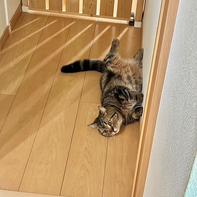 chiiさんの実例写真