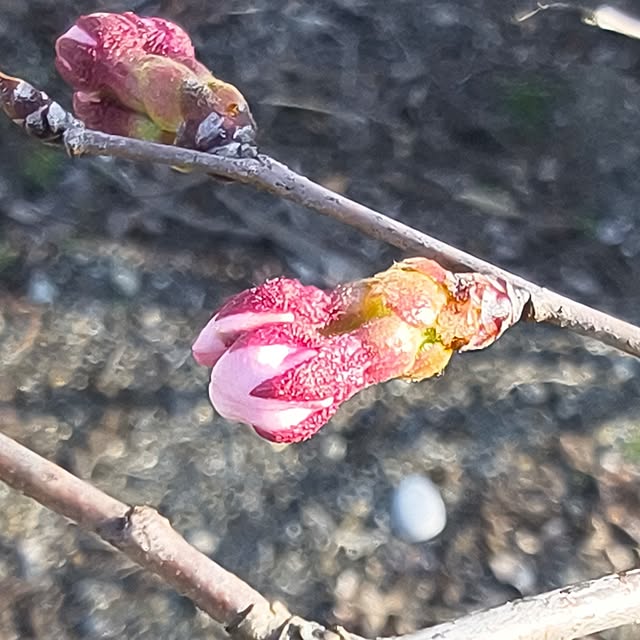 Rubiconさんの実例写真