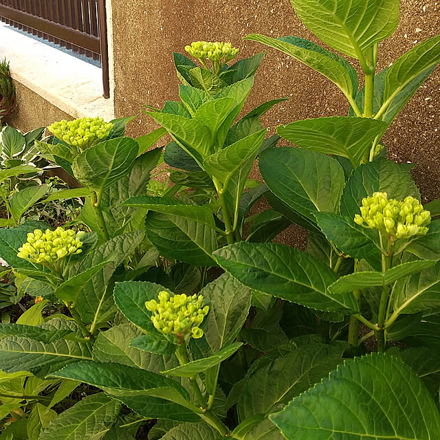 玄関/入り口/いいね♪いつもありがとうございます❤️/花のある暮らし/庭/紫陽花...などのインテリア実例 - 2021-06-09 07:07:07