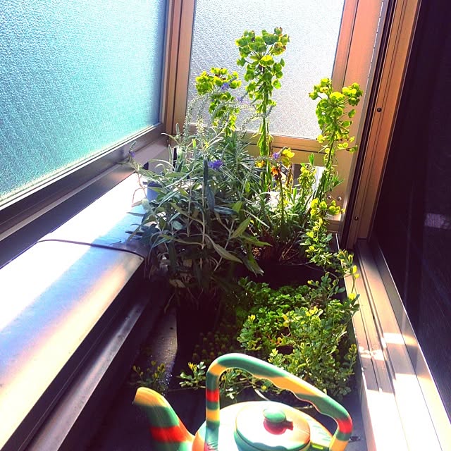 cojicojiさんの実例写真