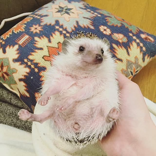 yu_kiさんの実例写真