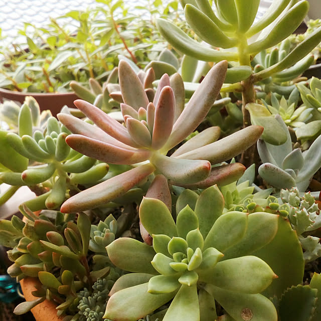 VERANDARJUNさんの実例写真