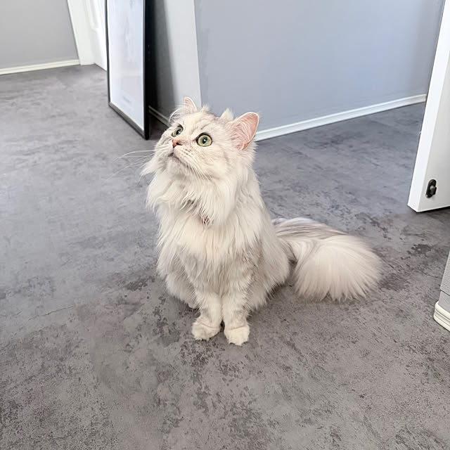 mya___kさんの実例写真