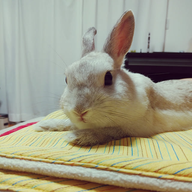 mutsuさんの実例写真