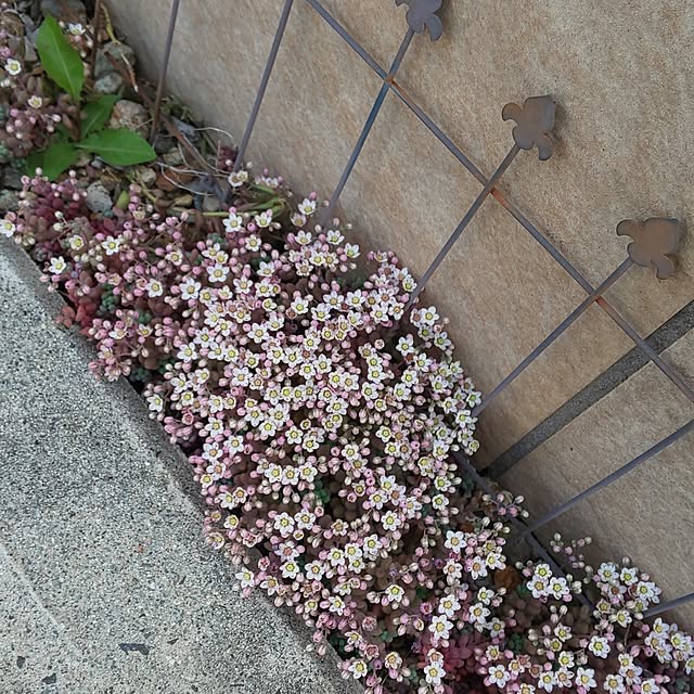 KOHAKUさんの実例写真