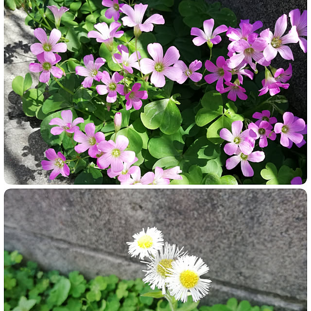 keirocoさんの実例写真