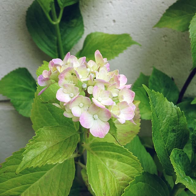 akkoさんの実例写真