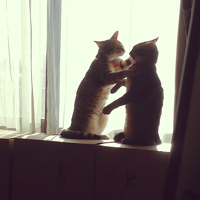 1633さんの実例写真