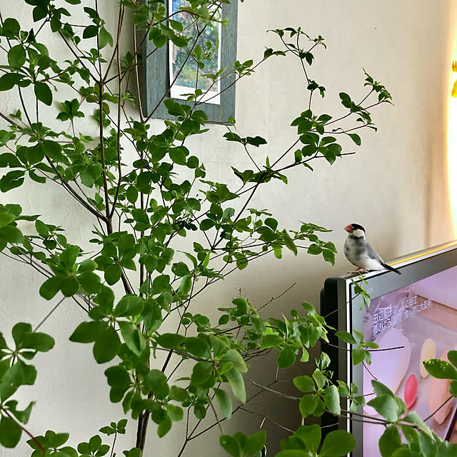 soramameさんの実例写真