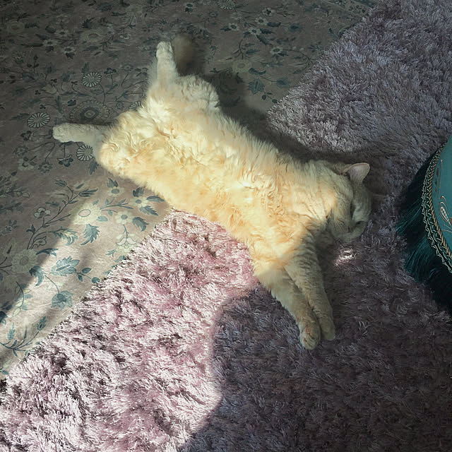 naokoさんの実例写真
