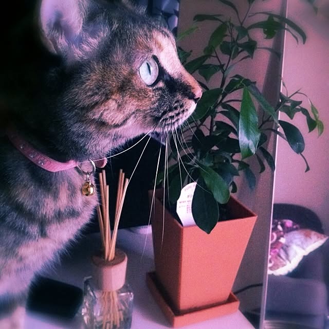 MOCAさんの実例写真