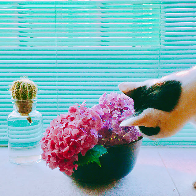 nobikoさんの実例写真