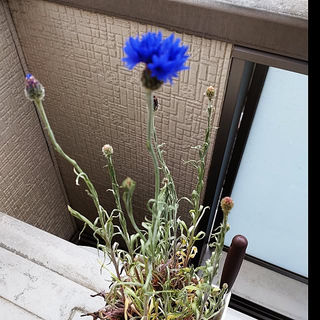lelielさんの実例写真