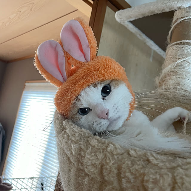 Sugarさんの実例写真