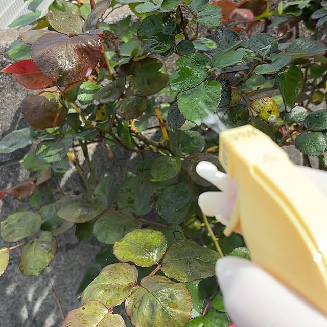 chIoeさんの部屋