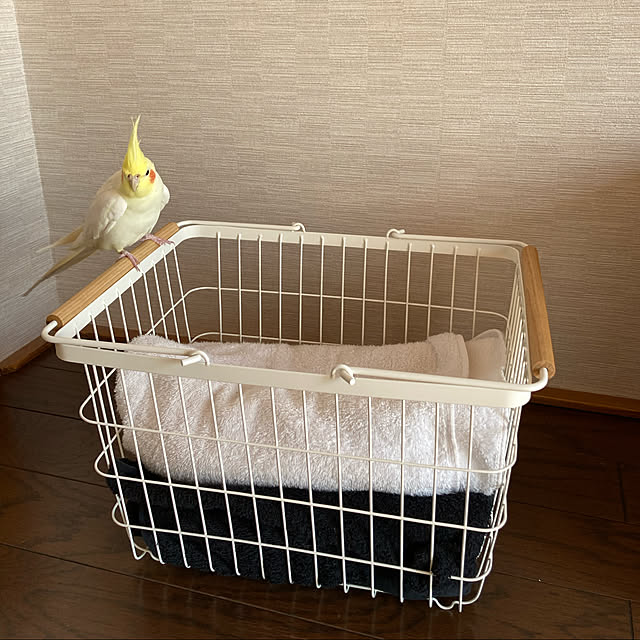 toratanさんの実例写真