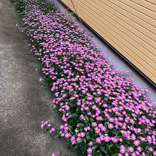 momoさんの実例写真