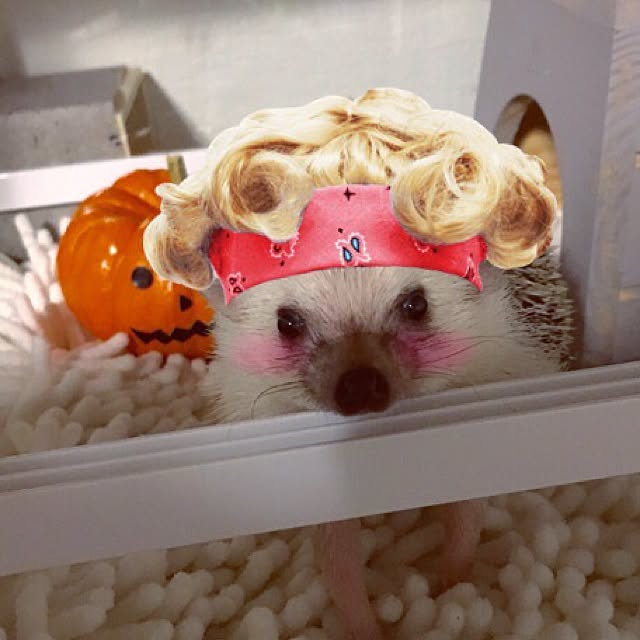 saokoさんの実例写真