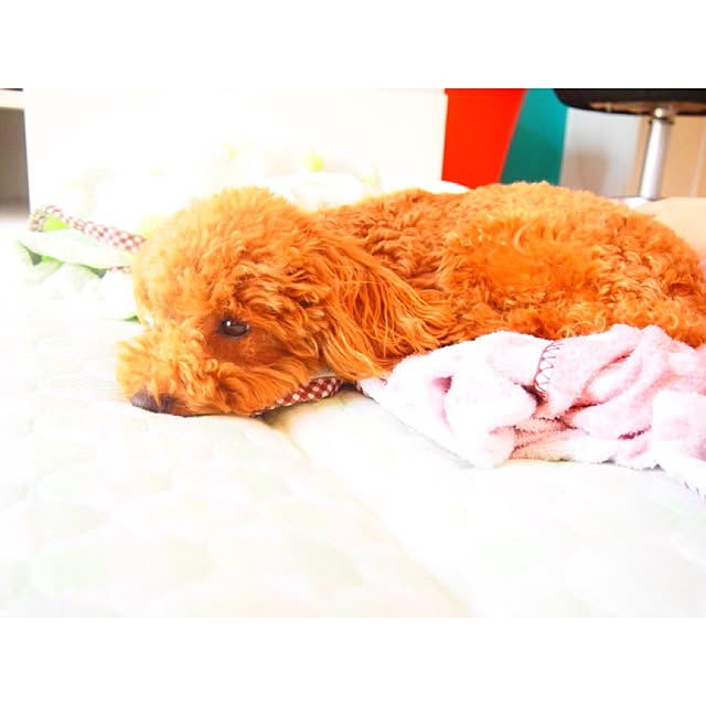 popさんの実例写真