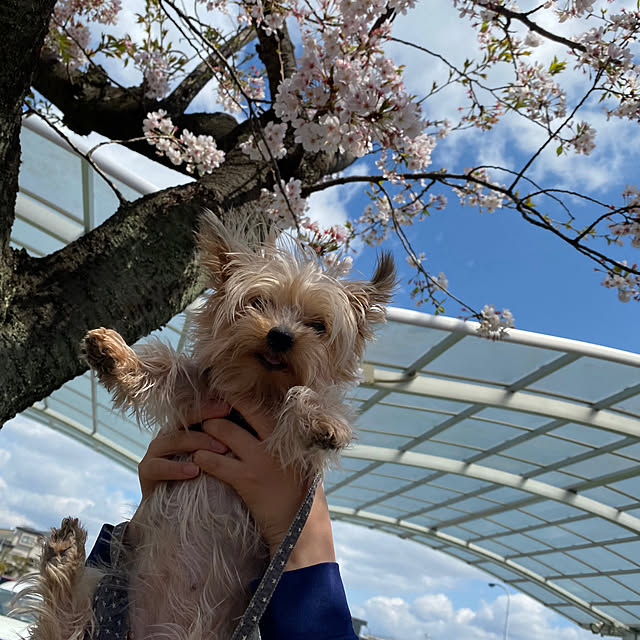 ohanaさんの実例写真