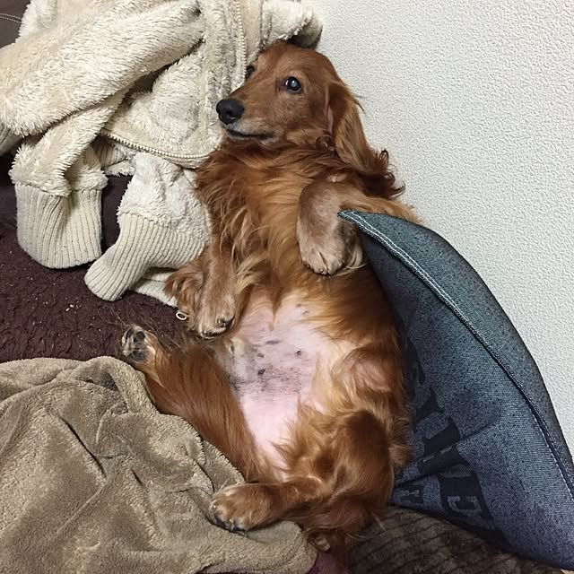 maruさんの実例写真