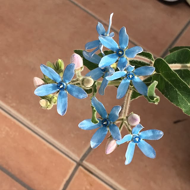 miumiuachanさんの実例写真