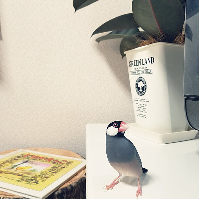 miiさんの実例写真