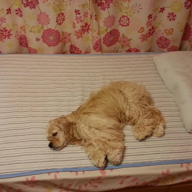 evetamaさんの実例写真