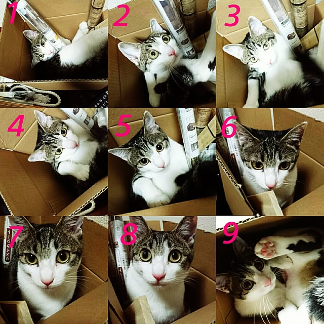 kiraさんの実例写真