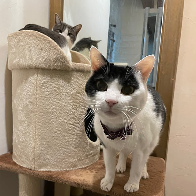 nekosamaさんの部屋