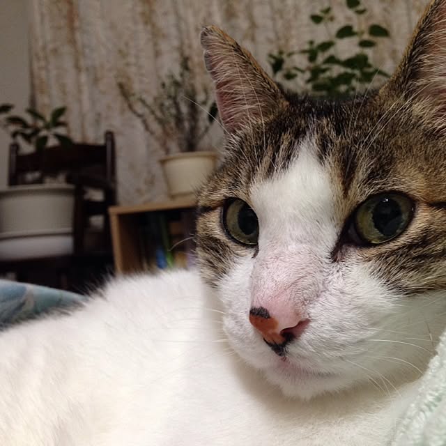 mutsukiさんの実例写真