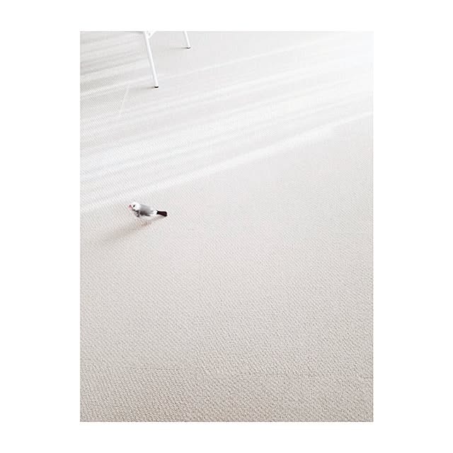 croeさんの実例写真