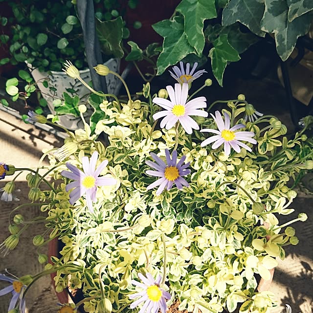misaさんの実例写真