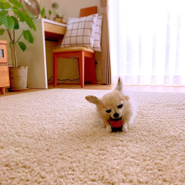 yukie52さんの実例写真